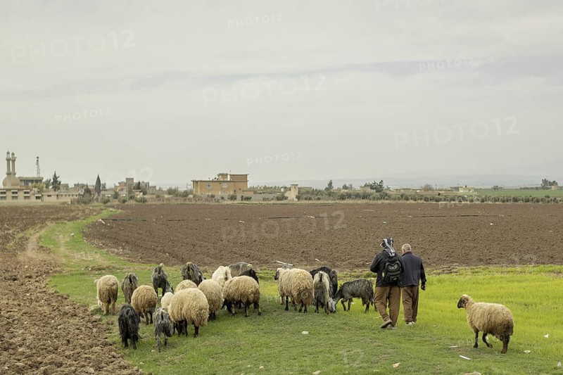 Zwei Maenner und eine Schafherde aufgenommen auf dem Weg nach Zakho, 08.03.2023
