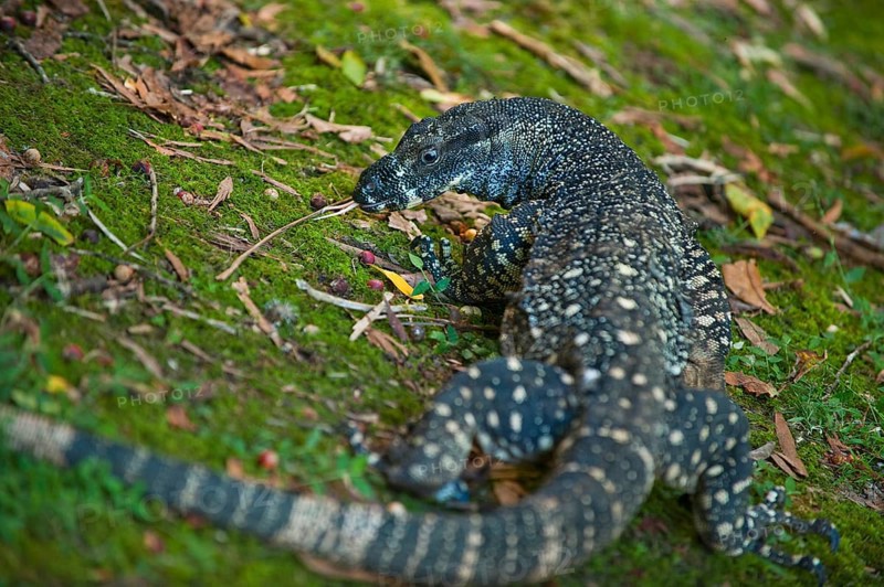 Lace monitor (Varanus varius), monitor lizard, animal, reptile, predator, fauna, Eastern Australia, Queensland, Australia, Oceania
