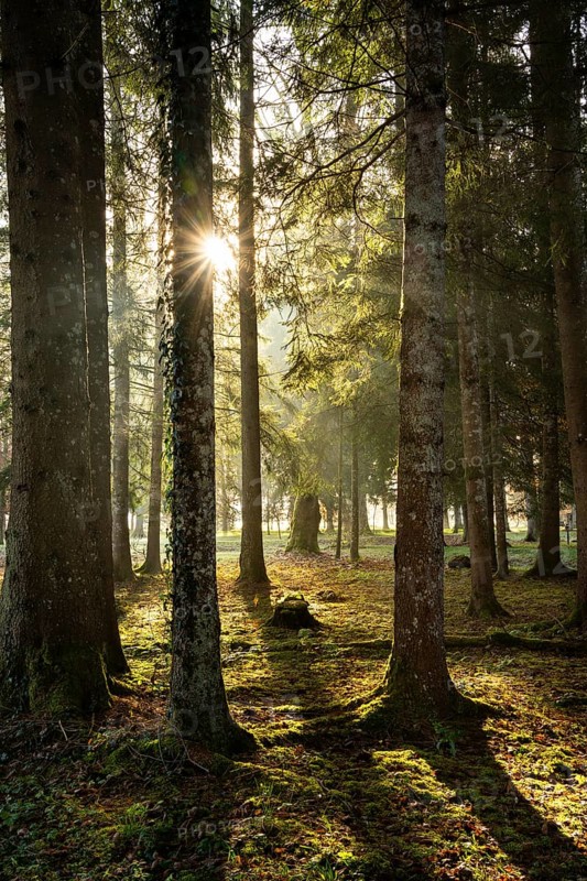 Park landscape or forest landscape in autumn in the morning sun. The sun can be seen as a sun star and shines through between the trees. Backlight. Isny im Allgäu, Germany, Europe