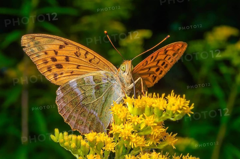 Silver-washed fritillary (Argynnis paphia) placed in in the flowers. Bas-Rhin, Collectivite europeenne d'Alsace, Grand Est, France, Europe