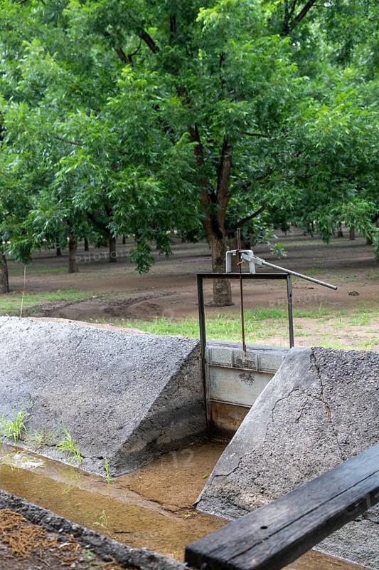 Las Cruces, New Mexico, Water-hungry pecan trees growing in the midst of a severe dought in the New Mexico desert. The extensive pecan farms around Las Cruces are watered by flooding orchards with irrigation water from the Rio Grande or by pumping water from underground