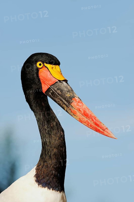 Saddle-billed stork (Ephippiorhynchus senegalensis), female, captive, occurrence in Africa