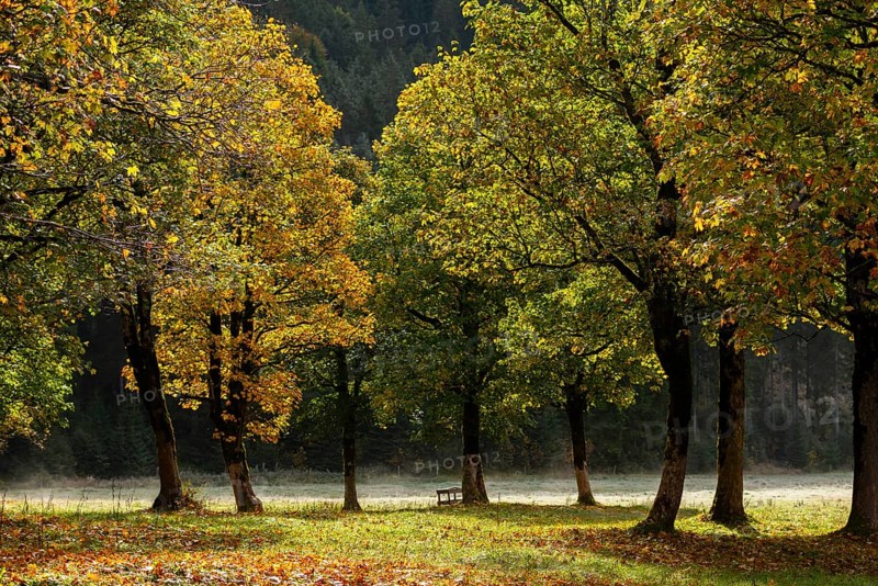 Engtal valley, large maple in the morning dew, sycamore maple (Acer pseudoplatanus) in glorious autumn colours, group of trees against the light