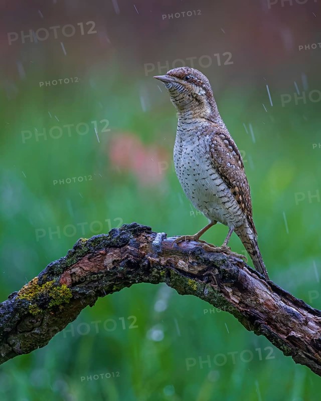 Eurasian wryneck (Jynx torquilla) in the rain, woodpecker, biosphere reserve flowering spring meadow, Middle Elbe, Saxony-Anhalt, Germany, Europe