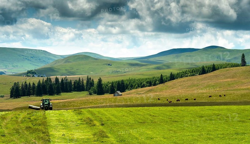 Cezallier plateau. Farmer rowing up hay in the Auvergne volcanoes regional natural park, Puy de Dome department, Auvergne-Rhone-Alpes, France, Europe