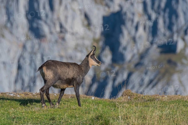 Chamois (Rupicapra rupicapra), stands on the ridge, Hochschwab, Styria, Austria, Europe