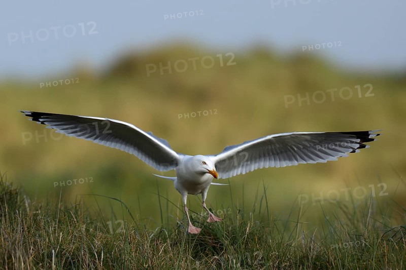 European herring gull (Larus argentatus), approaching the breeding colony, Lower Saxony Wadden Sea National Park, East Frisian Islands, Lower Saxony, Germany, Europe