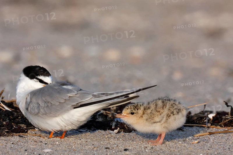 Little Tern (Sternula albifrons), juvenile with resting adult bird, Lower Saxony Wadden Sea National Park, East Frisian Islands, Lower Saxony, Germany, Europe