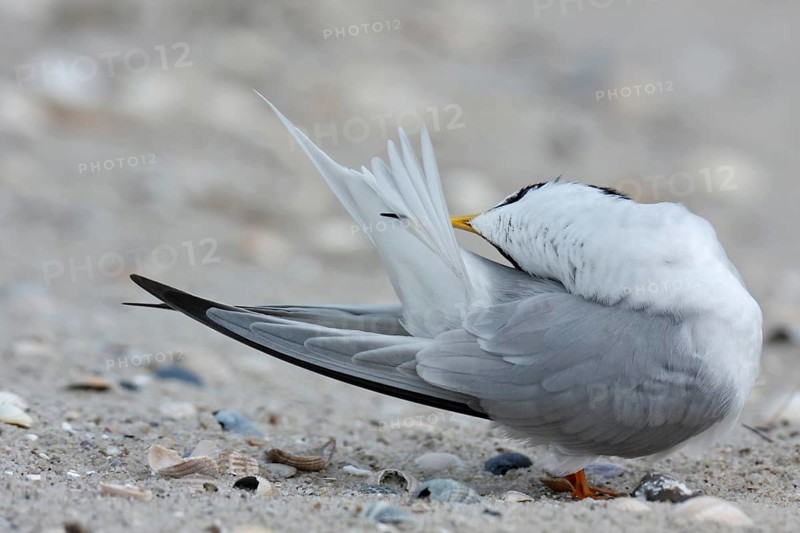 Little Tern (Sternula albifrons), grooming its feathers on the beach, Lower Saxony Wadden Sea National Park, East Frisian Islands, Lower Saxony, Germany, Europe