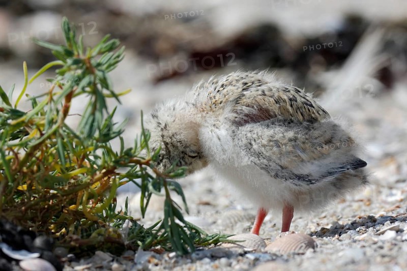 Little Tern (Sternula albifrons), young bird grooming its feathers, Lower Saxon Wadden Sea National Park, East Frisian Islands, Lower Saxony, Germany, Europe