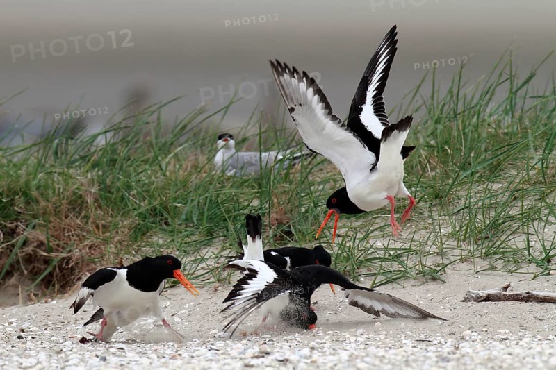 Eurasian oystercatcher (Haematopus ostralegus), trill group fighting on the ground, courtship display, Lower Saxon Wadden Sea National Park, East Frisian Islands, Lower Saxony, Germany, Europe