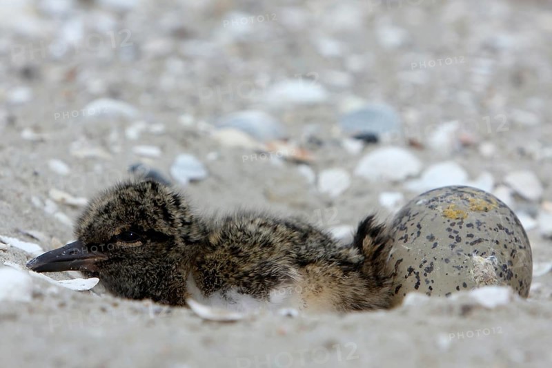 Eurasian oystercatcher (Haematopus ostralegus), jumper, young bird and egg in clutch on the beach, Lower Saxon Wadden Sea National Park, East Frisian Islands, Lower Saxony, Germany, Europe