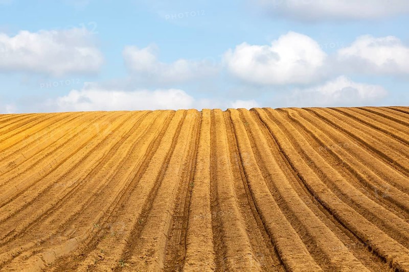 Ridges and furrows in sandy soil of farm field, Butley, Suffolk Sandlings, England, UK
