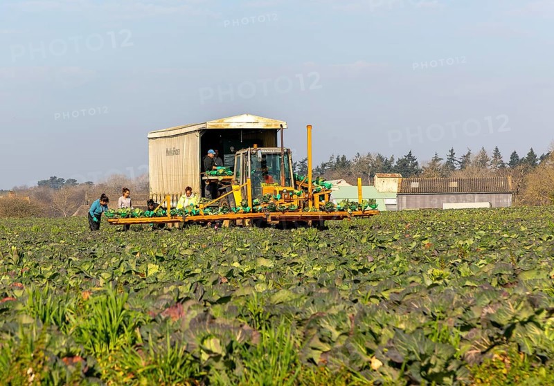 Overseas farm workers harvesting cabbage crop in field, Butley, Suffolk, England, UK
