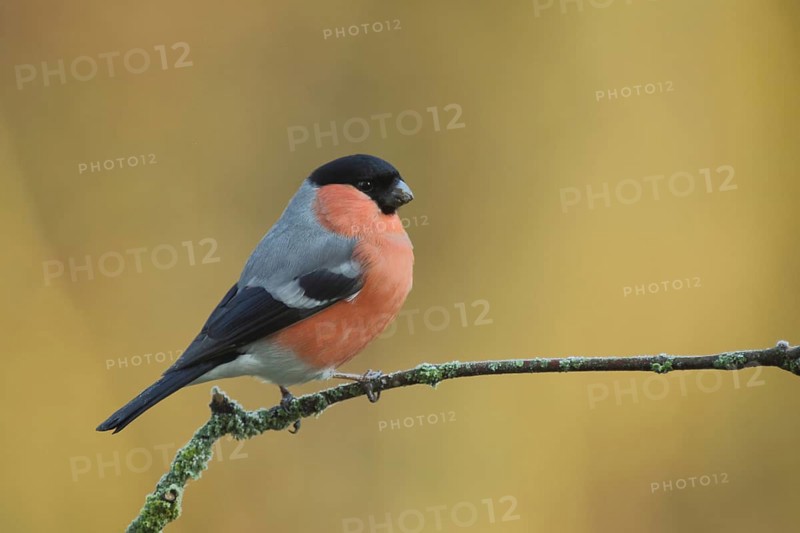 Male eurasian bullfinch (Pyrrhula pyrrhula) in Bad Schönborn, Baden-Württemberg, Germany, Europe