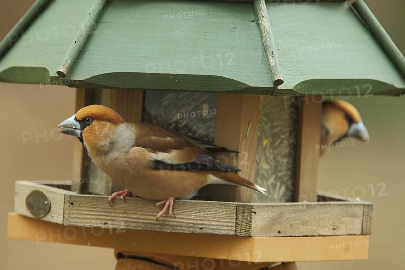 Two male hawfinch (Coccothraustes coccothraustes) at the bird feeder in Bad Schönborn, Baden-Württemberg, Germany, Europe