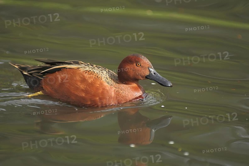 Cinnamon teal (Anas cyanoptera), swimming, male, copper duck, green duck, green duck, Anatinae, duck birds (Anatidae), duck bird, goose birds, water birds (Anseriformes), waterfowl, goose bird, bird, animal, vertebrate, captive