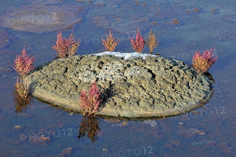 Common Glasswort (Salicornia europaea), Marsh samphire growing in salt pan for the poduction of Fleur de sel, sea salt on the island Ile de Ré, Charente-Maritime, France, Europe