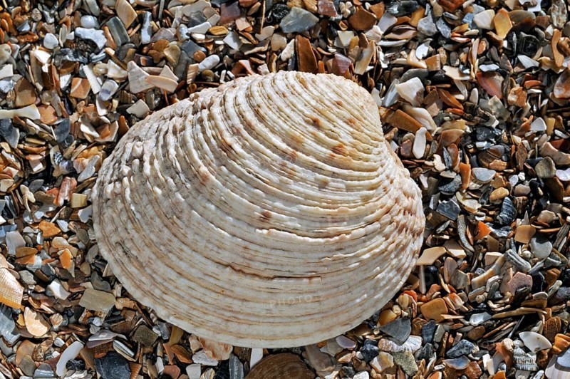 Warty venus (Venus verrucosa), Rough clam, Rough clams, Rough clams, Warty clam, Warty clams, Other animals, Shells, Animals, Molluscs, Warty venus shell washed on beach