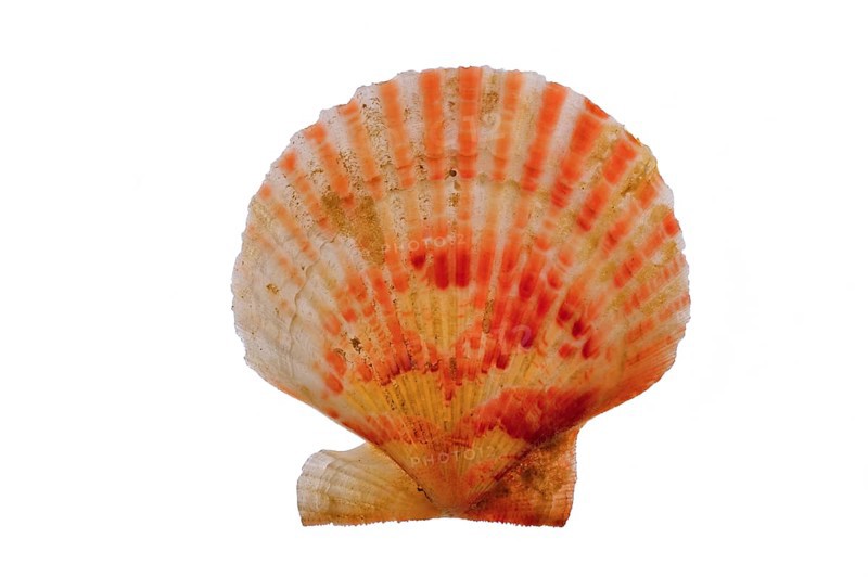 Chlamys opercularis, Small pilgrim mussel, queen scallops (Aequipecten opercularis), Other animals, Mussels, Animals, Molluscs, Queen scallop on white background