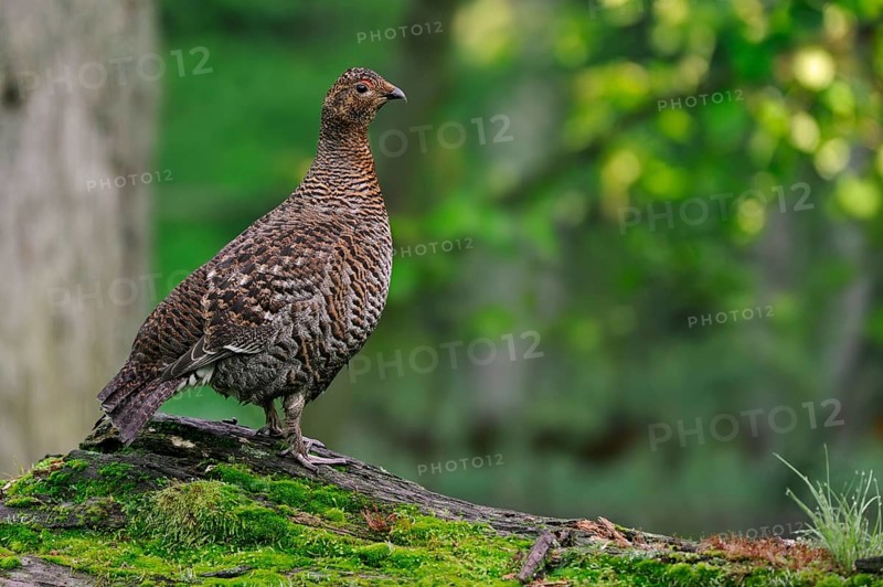 Black grouse (Tetrao tetrix) (Lyrurus tetrix), blackgame, blackcock female on fallen log in forest