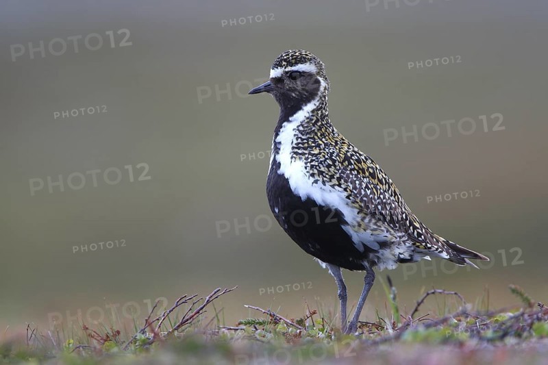 European golden plover (Pluvialis apricaria) in breeding plumage on the tundra