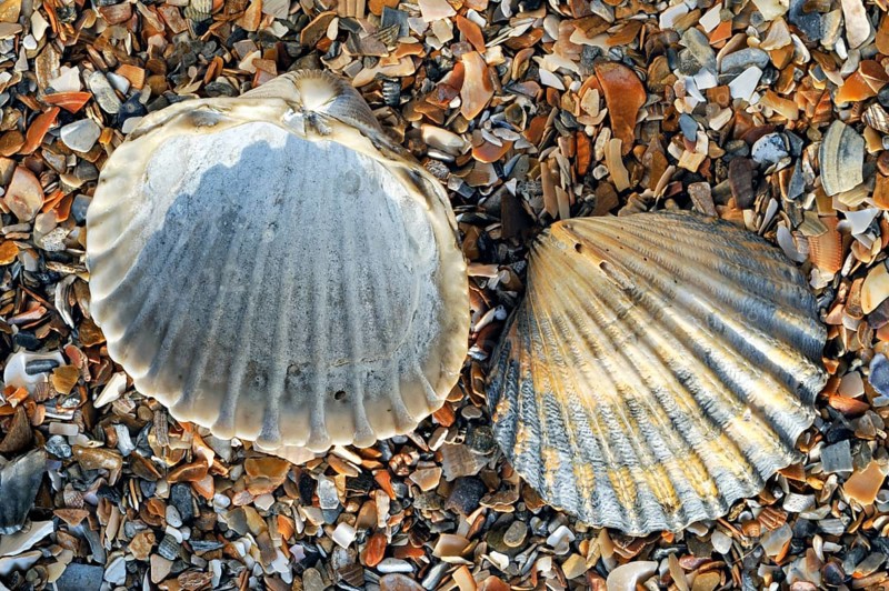 Poorly ribbed cockle, Poorly ribbed cockles, Fewly ribbed cockles, Fewly ribbed cockles, Cardiidae, Other animals, Molluscs, Animals, Molluscs, Poorly ribbed acanthocardia paucicostata (Acanthocardia paucicostata) on beach