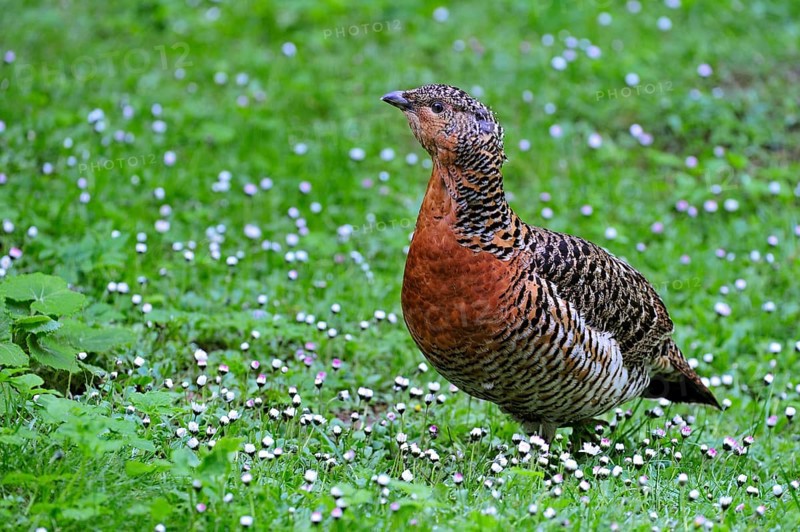 Western Capercaillie (Tetrao urogallus), Wood Grouse, Heather Cock female portrait