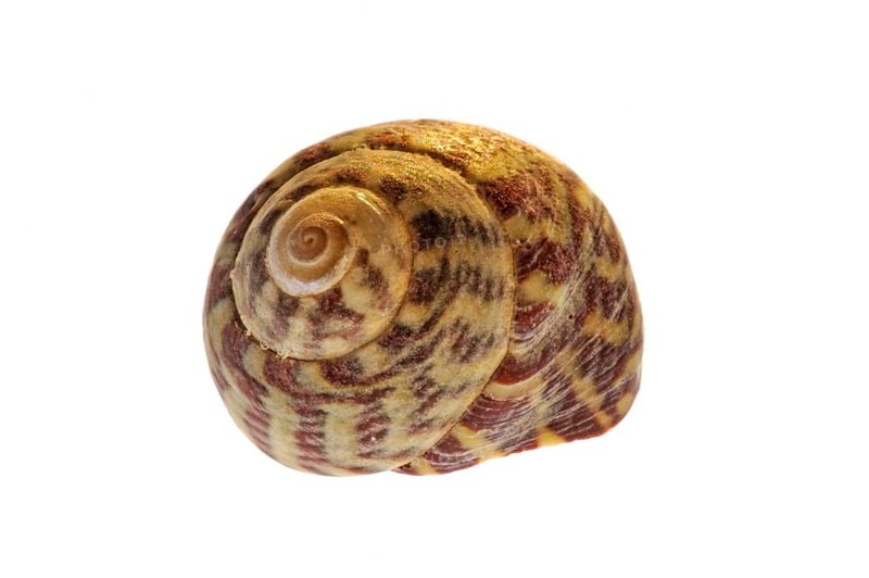 Pennant head snail (Gibbula pennanti) Sea snail on white background