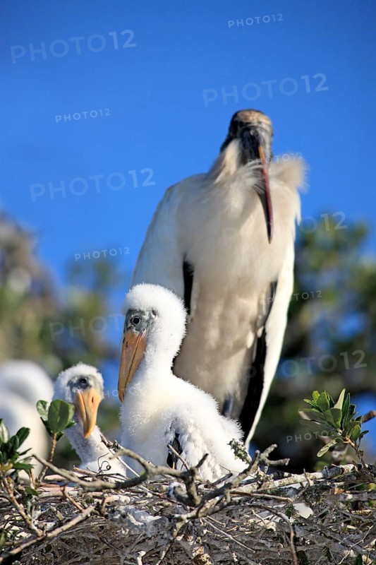 Woodstork (Mycteria americana) with youngs at nest, Florida, USA, American Wood Ibis, North America