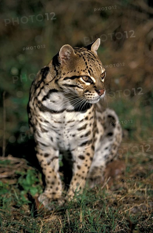 Ocelot (Leopardus pardalis)