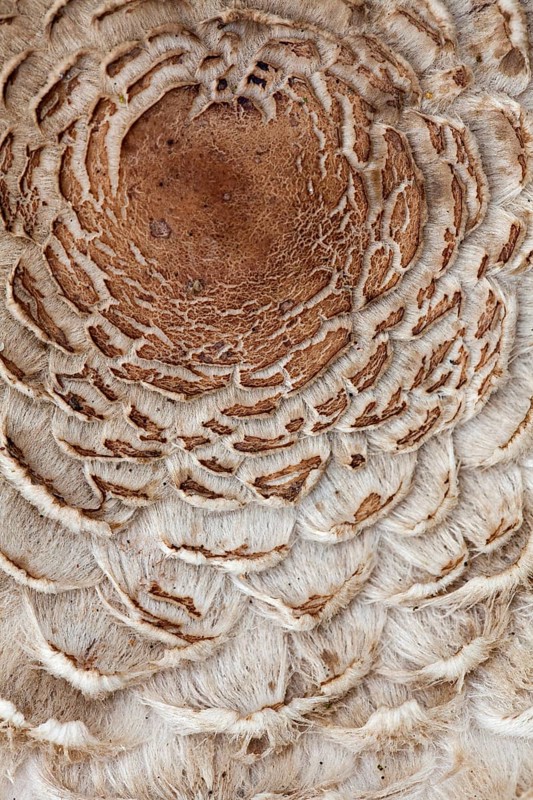 Parasol mushroom (Macrolepiota procera), Giant umbrella mushroom, Common giant umbrella mushroom, Giant umbrella mushroom, Parasol mushroom, Mushrooms, Parasol mushroom (Lepiota procera) close up of umbo and flakes on cap