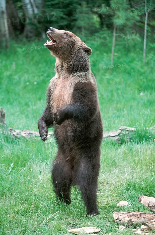 Grizzly bear (Ursus arctos horribilis)