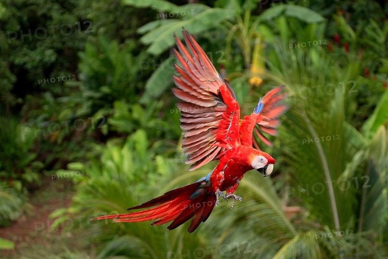 Scarlet macaw (Ara macao), detachable