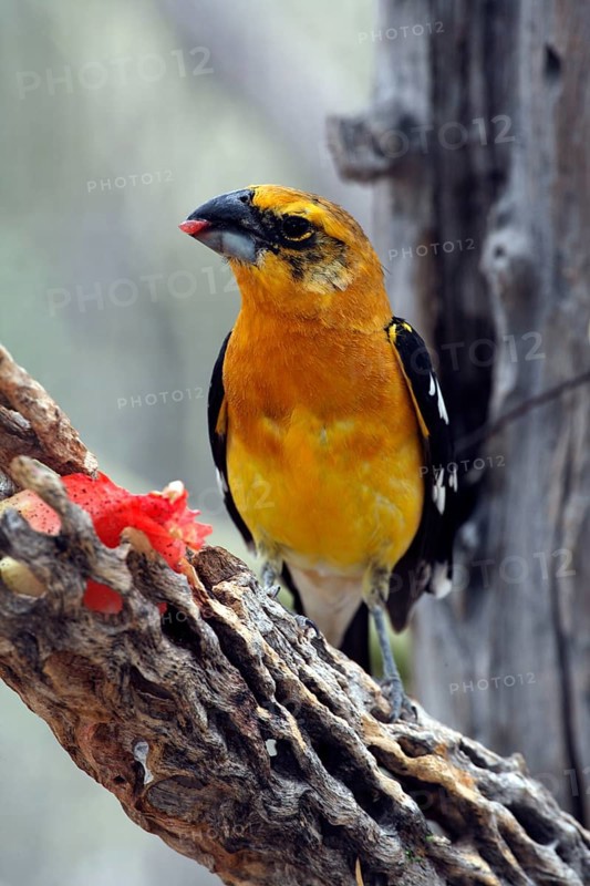 Yellow Grosbeak (Pheucticus chrysopeplus), male, Sonora Desert, Arizona, USA, North America