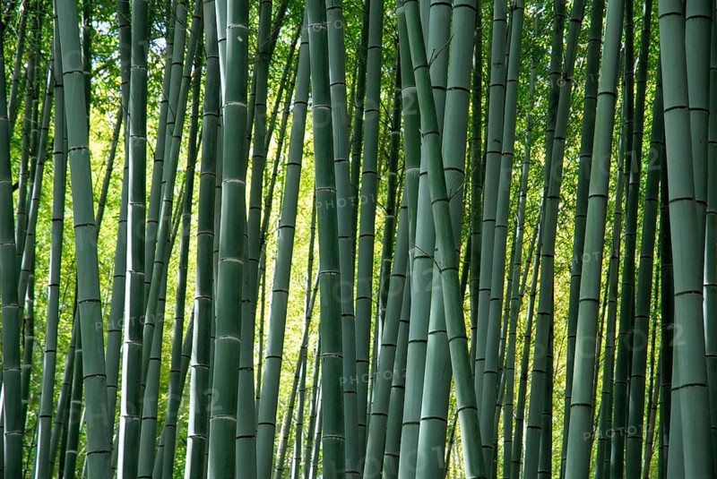 Bamboo forest, near Arashiyama, Kyoto, Japan, Asia