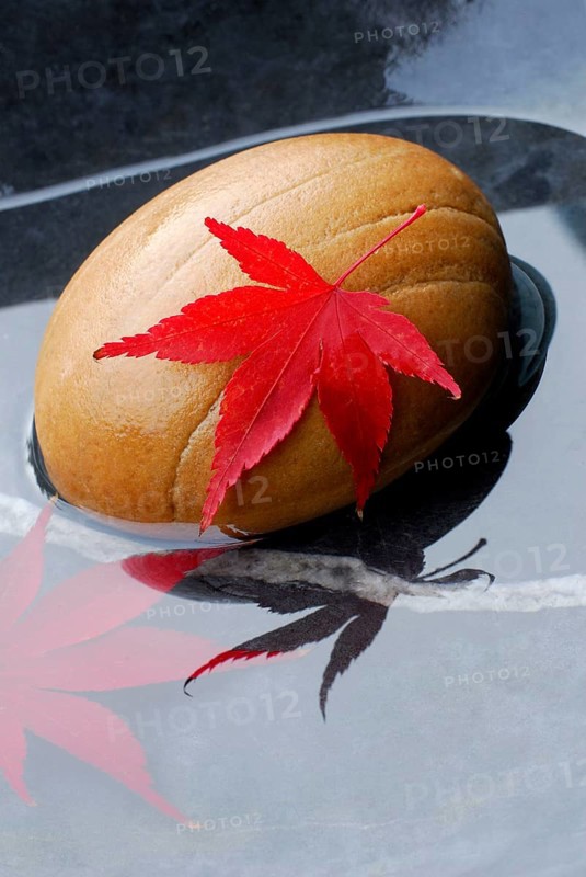 Downy Japanese Maple (Acer japonicum) , leaf on stone in water