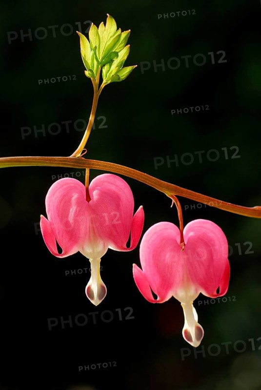 Lamprocapnos (Dicentra spectabilis)