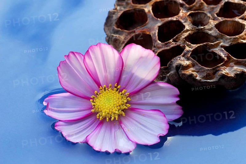 Mexican aster (Cosmos bipinnatus) blossom, Indian lotus flower (Nelumbo nucifera), fruit, cosmetic, cosmetic, Indian Lotuslotus, lotus