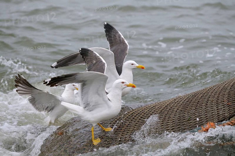 Herring gulls on net of shrimper, Texel Island, North Sea, North Holland, Netherlands