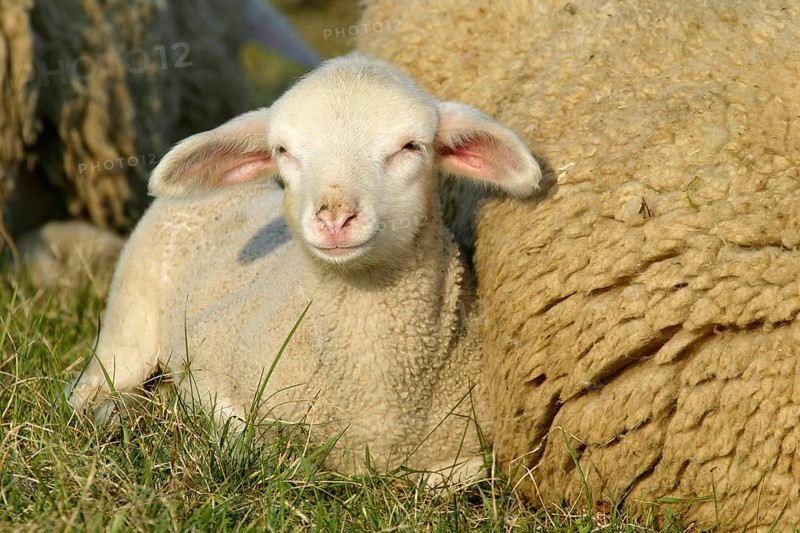 Merino sheep, lamb