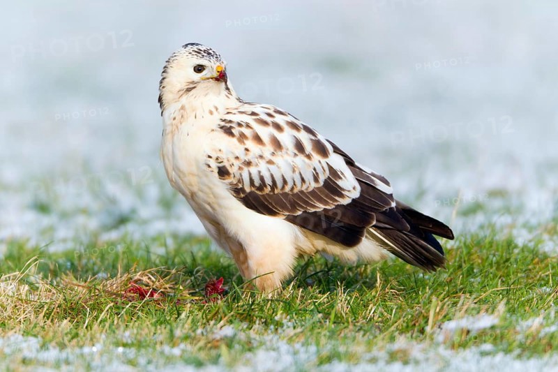 Common Buzzard, with white plumage, Lower Saxony, Germany (Buteo buteo)