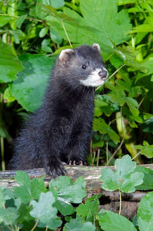 Young Polecat, Lower Saxony, Germany (Mustela putorious)