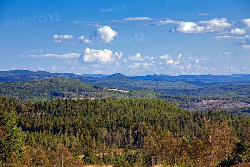 Coniferous forest with Scots (Pinus sylvestris) Pines, Dalarna, Sweden, Europe