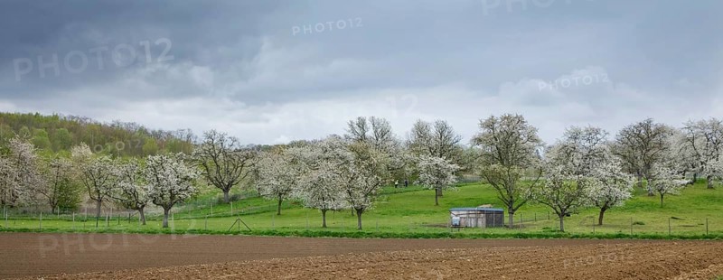 Orchard with flowering wild cherry (Prunus avium) in spring, Haspengouw, Belgium, Europe