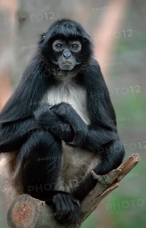 Black-handed Geoffroy's spider monkey (Ateles geoffroyi)