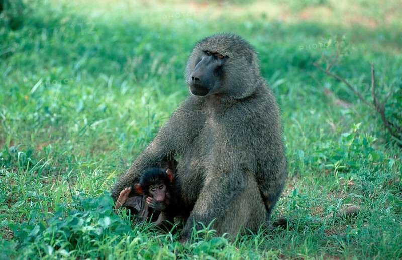 Anubis Baboons (Papio anubis), female with young, Samburu game reserve, Kenya (Papio cynocephalus anubis)