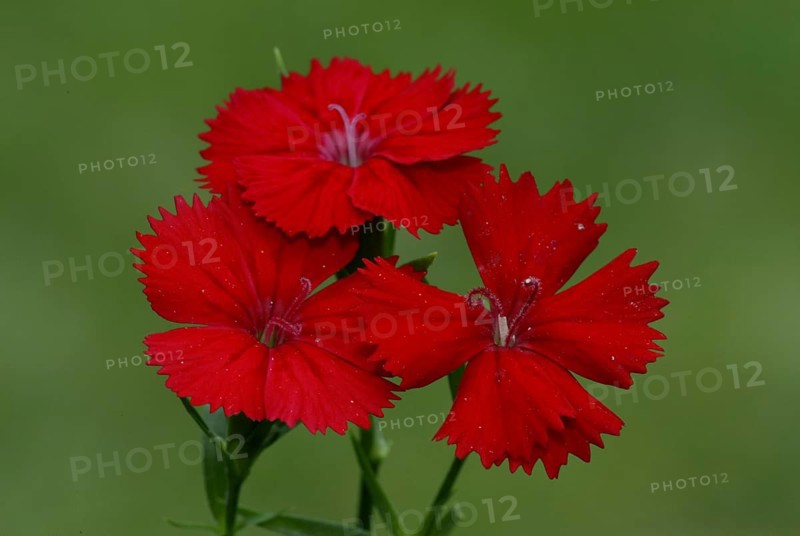 Sweet William (Dianthus barbatus), sweet william, flowers, garden plants Carnation family (Caryophyllaceae), flowers, red, red, horizontal, horizontal format