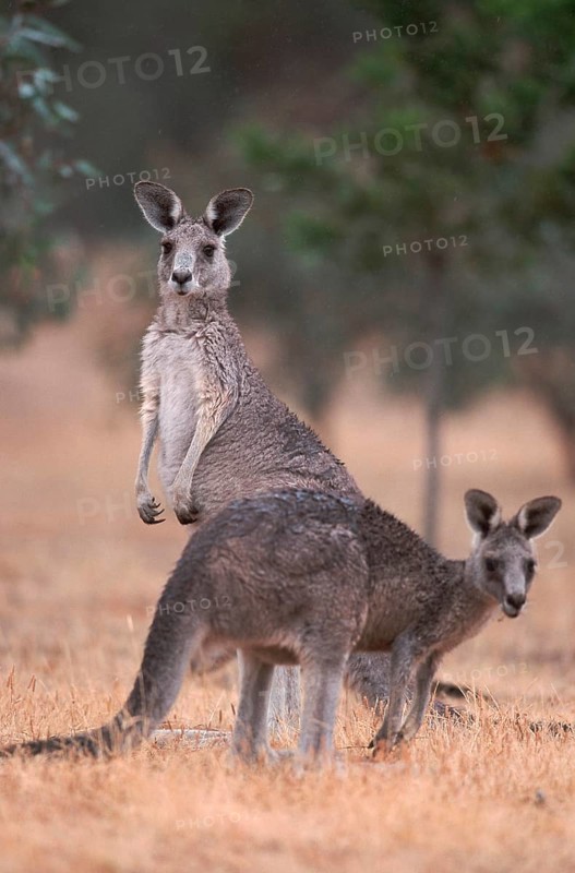Western Grey western gray kangaroo (Macropus fuliginosus), pair