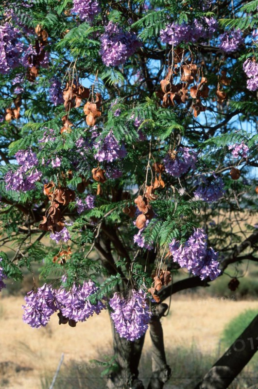Blue Jacaranda (Jacaranda mimosifolia)
